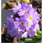 Primula denticulata Lilac - Pierwiosnek ząbkowany Lilac - fioletowe, wys. 30, kw 3/4 FOTO 