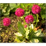 Primula denticulata Rubin - Pierwiosnek ząbkowany Rubin - czerwone, wys. 30, kw 3/4 FOTO  