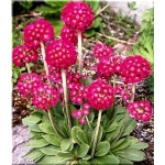 Primula denticulata Rubin Selection - Pierwiosnek ząbkowany Rubin Selection - czerwone, wys. 30, kw 3/4 FOTO