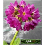 Primula denticulata Rubin - Pierwiosnek ząbkowany Rubin - czerwone, wys. 30, kw 3/4 FOTO  