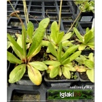 Primula denticulata Rubin Selection - Pierwiosnek ząbkowany Rubin Selection - czerwone, wys. 30, kw 3/4 C0,5