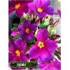Primula pruhoniciana Bergfruhling - Pierwiosnek pruhonicki Bergfruhling - fioletowe, wys. 10, kw 3/4 FOTO