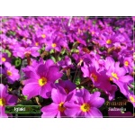 Primula pruhoniciana Wanda - Pierwiosnek pruhonicki Wanda - purpurowy, wys 10, kw 4/5 FOTO