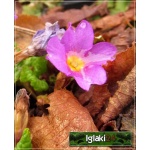 Primula pruhoniciana Wanda - Pierwiosnek pruhonicki Wanda - purpurowy, wys 10, kw 4/5 FOTO