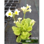 Primula veris Cabrillo - Pierwiosnek lekarski Cabrillo - żółte, wys 30, kw 4/5 FOTO