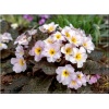 Primula vulgaris Drumcliff - Pierwiosnek bezłodygowy Drumcliff - jasnoróżowe, wys. 15, kw. 3/5 FOTO