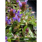 Prunella grandiflora Violet - Głowienka wielkokwiatowa Violet - fioletowy, wys 20, kw 6/7 FOTO