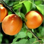 Prunus armeniaca Early Orange - Morela Early Orange balotowana 60-120cm