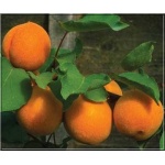 Prunus armeniaca Early Orange - Morela Early Orange balotowana 60-120cm