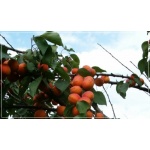 Prunus armeniaca Early Orange - Morela Early Orange FOTO