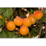 Prunus armeniaca Harcot - Morela Zwyczajna Harcot balotowana 60-120cm 