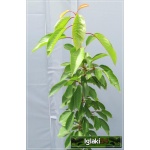 Prunus armeniaca Harcot - Morela Zwyczajna Harcot balotowana 60-120cm 