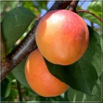 Prunus armeniaca Hargrand - Morela Hargrand FOTO 