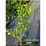 Prunus armeniaca Harlayne - Morela Harlayne FOTO 