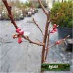 Prunus armeniaca Harlayne - Morela Harlayne FOTO 