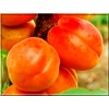 Prunus armeniaca Harostar - Morela Harostar FOTO