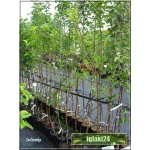 Prunus avium Sam - Czereśnia Sam C5 60-120cm