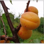 Prunus armeniaca Luizeta - Morela Luizeta FOTO