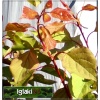 Prunus armeniaca Sirena - Morela Sirena balotowana 60-120cm