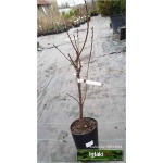 Prunus armeniaca Somo - Morela Somo FOTO 