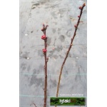 Prunus armeniaca Somo - Morela Somo FOTO 