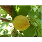 Prunus armeniaca Wczesna z Morden - Morela Wczesna z Morden balotowana 60-120cm