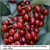 Prunus avium Burlat - Czereśnia Burlat balotowana 60-120cm 