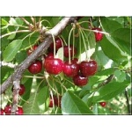 Prunus avium Burlat - Czereśnia Burlat balotowana 60-120cm 