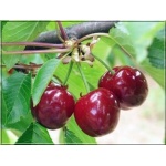Prunus avium Burlat - Czereśnia Burlat FOTO 
