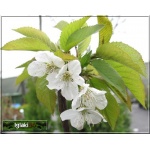 Prunus avium Burlat - Czereśnia Burlat C5 60-120cm 
