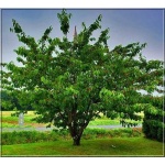 Prunus avium Buttnera Czerwona - Czereśnia Buttnera Czerwona C5 60-120cm 
