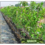 Prunus avium Staccato - Czereśnia Staccato C5 60-140cm
