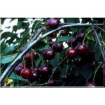 Prunus avium Czarna Późna - Czereśnia Czarna Późna FOTO 
