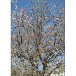 Prunus avium Karesova - Czereśnia Karesova FOTO 