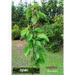 Prunus avium Kordia - Czereśnia Kordia C5 60-120cm 