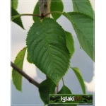Prunus avium Lapins - Czereśnia Lapins balotowana 60-120cm 