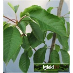 Prunus avium Lapins - Czereśnia Lapins balotowana 60-120cm 