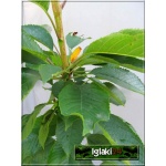 Prunus avium Regina - Czereśnia Regina C5 60-120cm 