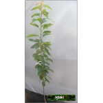 Prunus avium Regina - Czereśnia Regina balotowana 60-120cm 