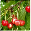 Prunus avium Rivan - Czereśnia Rivan balotowana 60-120cm 