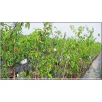 Prunus avium Rivan - Czereśnia Rivan FOTO 