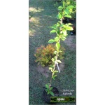 Prunus avium Rivan - Czereśnia Rivan C5 60-120cm 