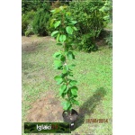 Prunus avium Rivan - Czereśnia Rivan C5 60-120cm 