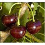Prunus avium Sam - Czereśnia Sam FOTO