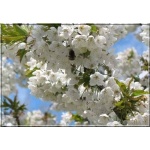 Prunus avium Sam - Czereśnia Sam FOTO