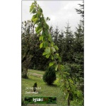 Prunus avium Schneidera Późna - Czereśnia Sznajdera Późna C5 60-120cm 