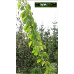 Prunus avium Schneidera Późna - Czereśnia Sznajdera Późna balotowana 60-120cm 