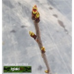 Prunus avium Summit - Czereśnia Summit FOTO