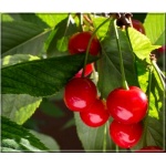 Prunus avium Sweetheart - Czereśnia Sweetheart FOTO