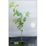 Prunus avium Sylwia - Czereśnia Sylwia C5 60-120cm 